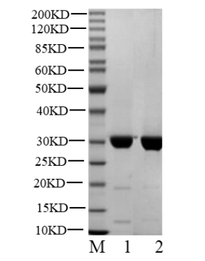 CDK1 Protein, Human