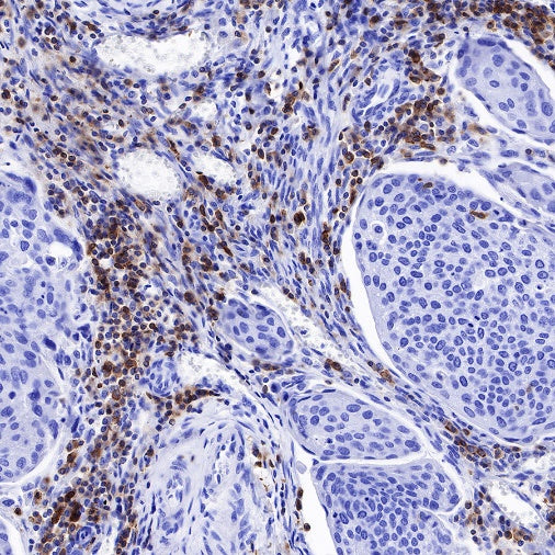 CD27 Mouse mAb (S-568-1)