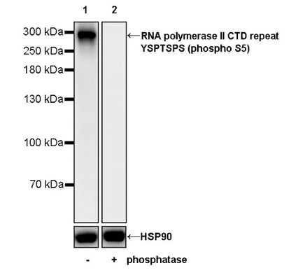 RNA polymerase II CTD repeat YSPTSPS (phospho S5) Recombinant Mouse mAb (S-3420)