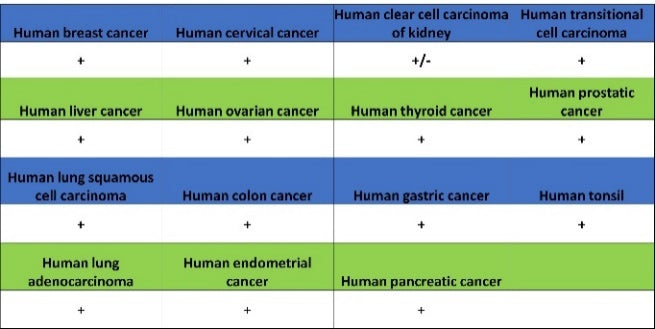 FDX1 Recombinant Rabbit mAb (S-3587-58)