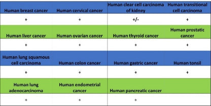 FDX1 Recombinant Rabbit mAb (S-3587-58)