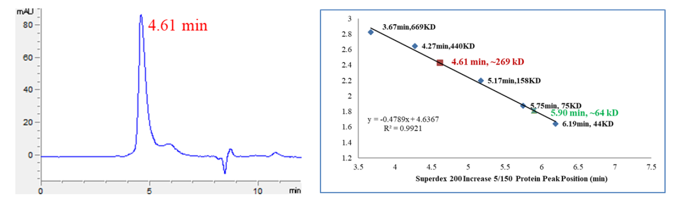 CDK9/Cyclin K Protein