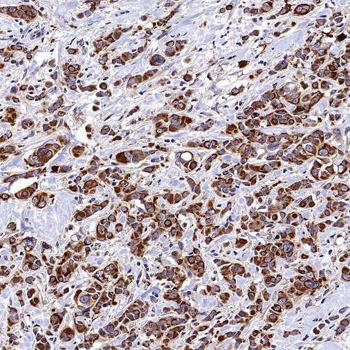 Atg3 Recombinant Rabbit mAb (S-2168-20)