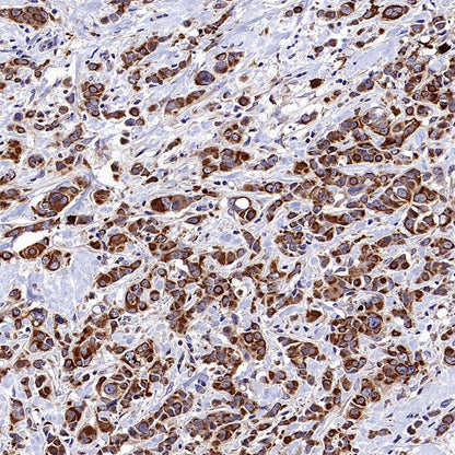 Atg3 Recombinant Rabbit mAb (S-2168-20)
