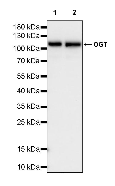 OGT Mouse mAb