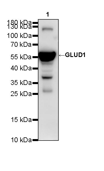 GLUD1 Mouse mAb