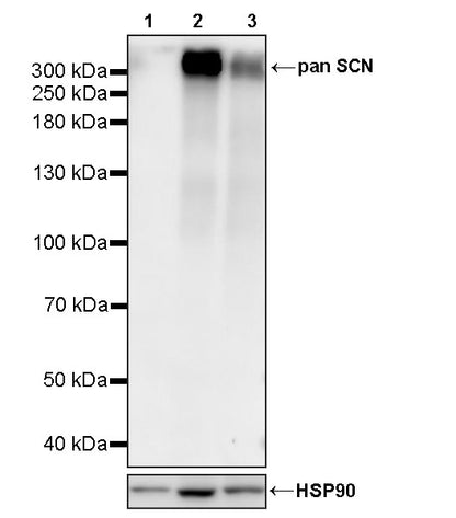 pan SCN Recombinant Rabbit mAb (S-5038)