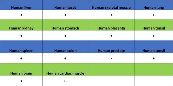 Histone H3 (acetyl K23) Recombinant Rabbit mAb (S-3321-202)