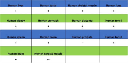 Histone H3 (acetyl K23) Recombinant Rabbit mAb (S-3321-202)