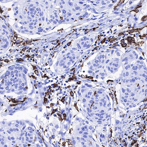 Iba1 Recombinant Rabbit mAb (S-484-18)