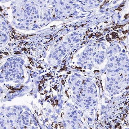 Iba1 Recombinant Rabbit mAb (S-484-18)