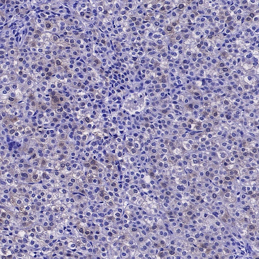DHFR Recombinant Rabbit mAb (S-2542-9)