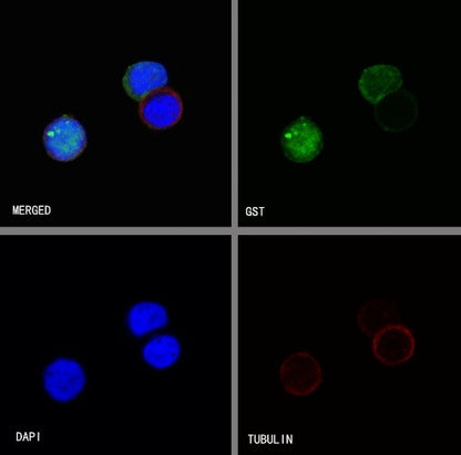 S-RMab® GST Tag Recombinant Rabbit mAb (S-372-19)