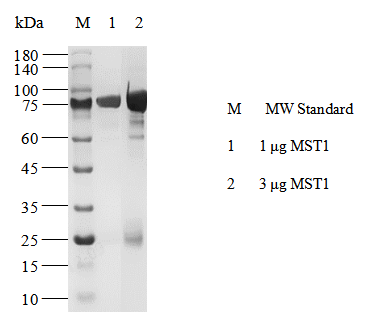 MST1 GST Tag Protein,Human