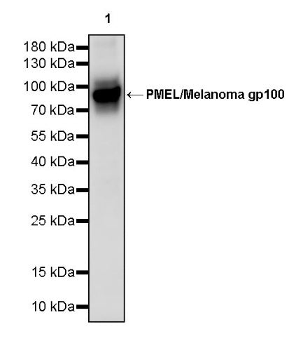 PMEL/Melanoma gp100 Recombinant Rabbit mAb (SDT-3393)