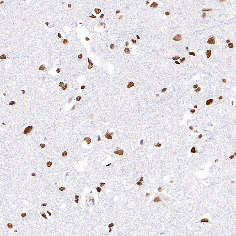 Anti-5-methylcytosine (5-mC) Recombinant Mouse mAb (S-3720)