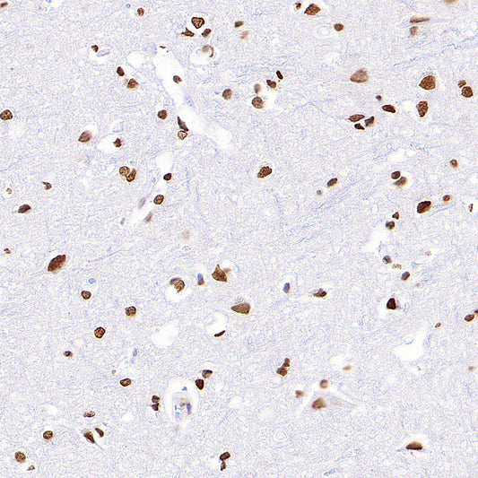 Anti-5-methylcytosine (5-mC) Recombinant Mouse mAb (S-3720)