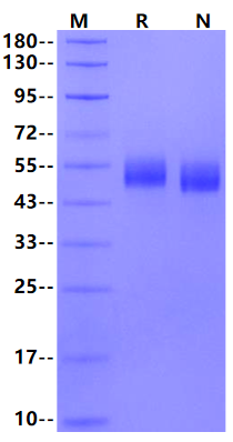 SIRP alphaV8/CD172a His Tag Protein, Human