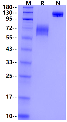 4-1BB ligand/TNFSF9 Fc Chimera Protein, Mouse