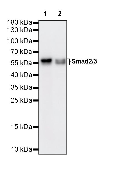 Smad2/3 Recombinant Rabbit mAb (S-3147-128)