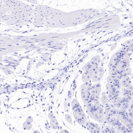 GRIA2 Rabbit Polyclonal Antibody