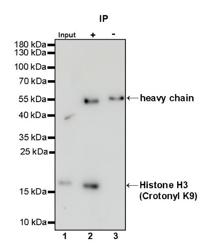 Histone H3 (Crotonyl K9) Recombinant Rabbit mAb (S-R409)