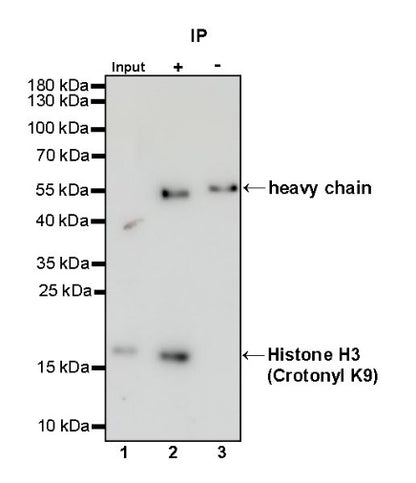 Histone H3 (Crotonyl K9) Recombinant Rabbit mAb (S-R409)