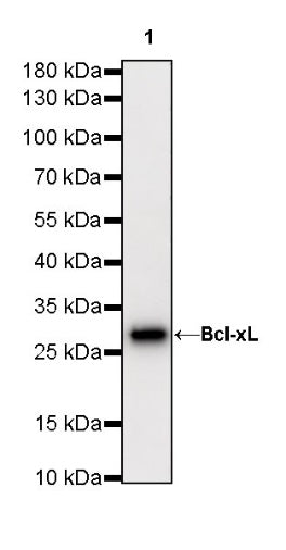 Bcl-xL Recombinant Rabbit mAb (S-487-28)