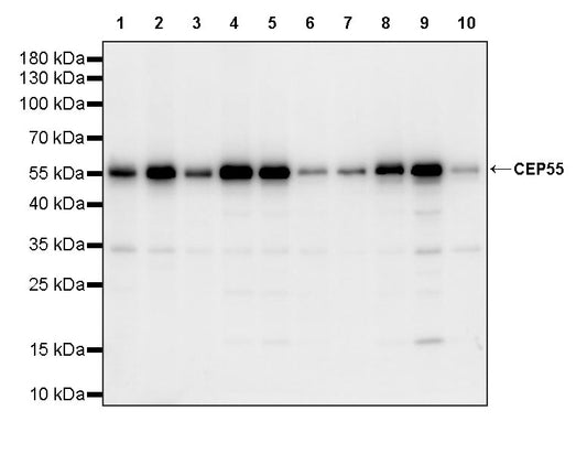 CEP55 Recombinant Rabbit mAb (S-3562-33)