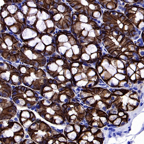 S-RMab® EpCAM Recombinant Rabbit mAb (SDT-078-128)