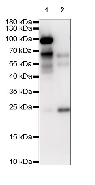 S-RMabMixTM AMPylation Rabbit mAb