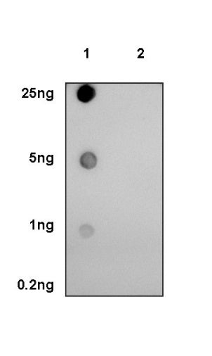 Phospho-Akt (Ser473) Recombinant Rabbit mAb (S-622-64)