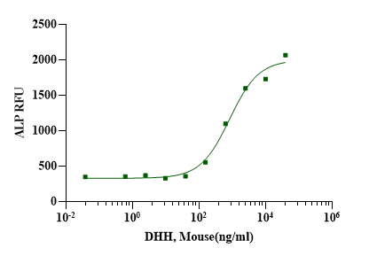 DHH Protein, Mouse