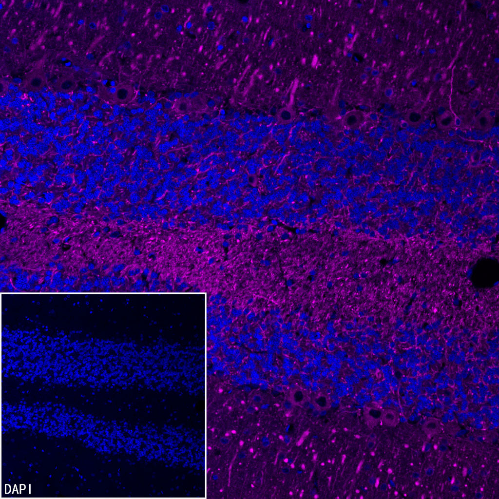 Beta III tubulin Recombinant Rabbit mAb (Alexa Fluor® 647 Conjugate) (SDT-251-28)