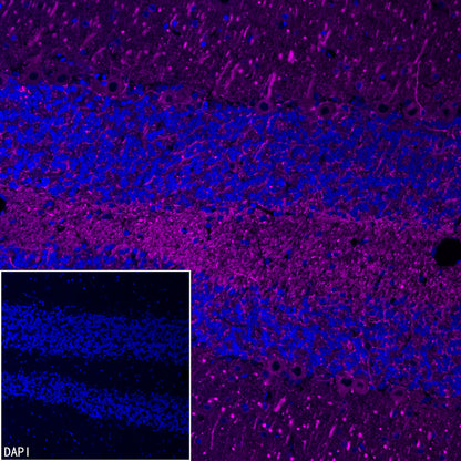 Beta III tubulin Recombinant Rabbit mAb (Alexa Fluor® 647 Conjugate) (SDT-251-28)