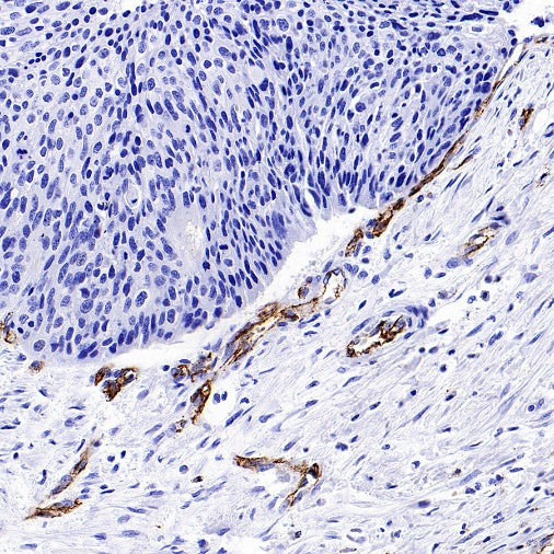 CD31 Recombinant Rabbit mAb (S-R568)