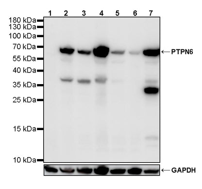 PTPN6 Rabbit Polyclonal Antibody