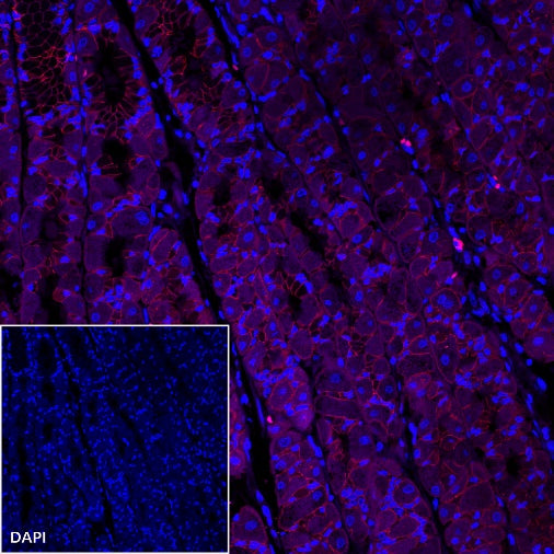 E-Cadherin Recombinant Rabbit mAb (Alexa Fluor® 594 Conjugate) (S-438-5)