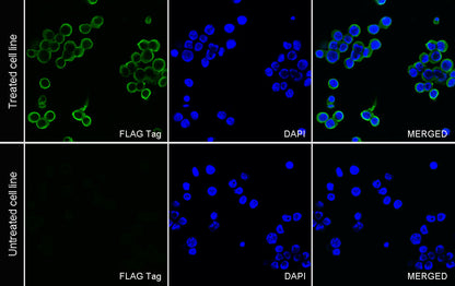 FLAG Tag Recombinant Rabbit mAb (S-SC044)
