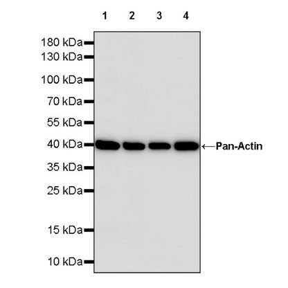 Pan Actin Recombinant Rabbit mAb (S-1365-34)