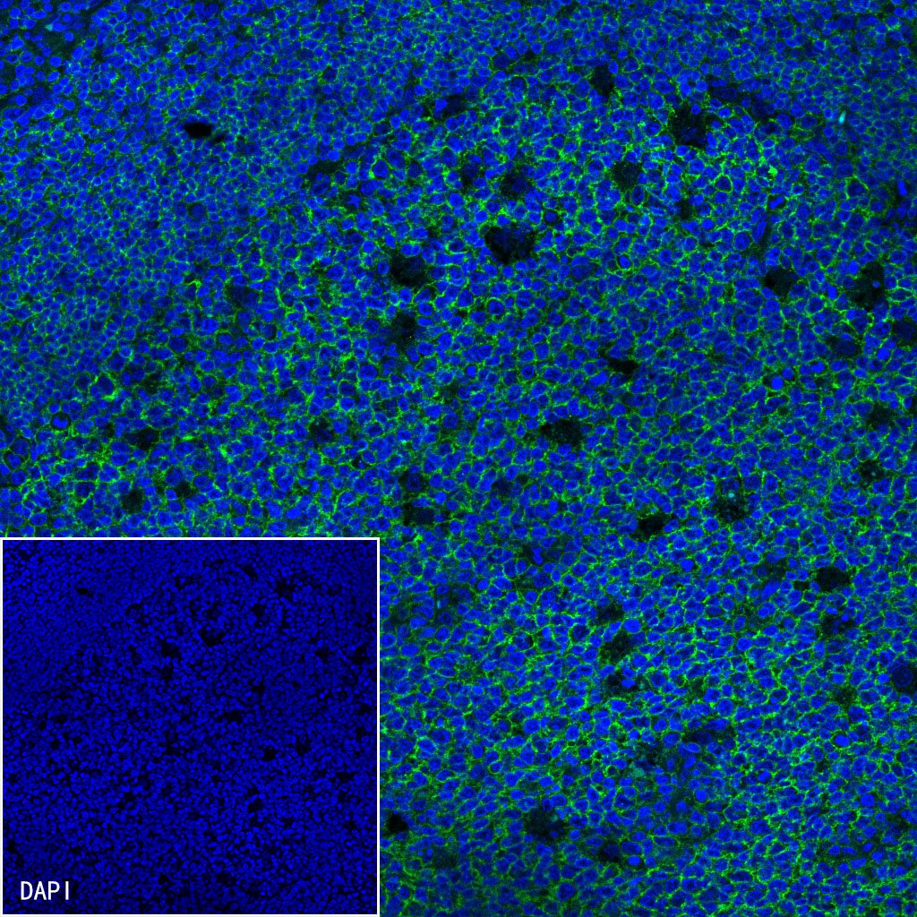 CD19 Mouse mAb (S-1039-46)