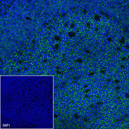 CD19 Mouse mAb (S-1039-46)