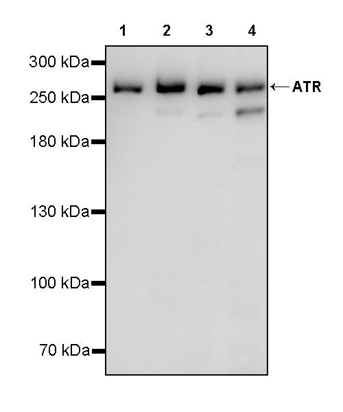 ATR Recombinant Rabbit mAb (S-3506-59)