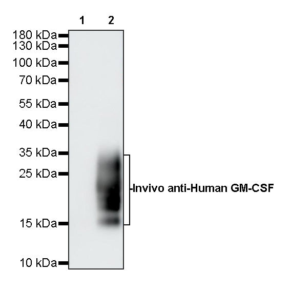 Invivo anti-Human GM-CSF Recombinant mAb