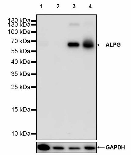 ALPG Rabbit Polyclonal Antibody