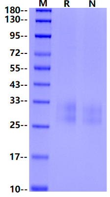 4-1BB/TNFRSF9 His Tag Protein, Mouse