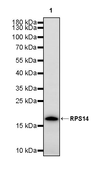 RPS14 Rabbit Polyclonal Antibody