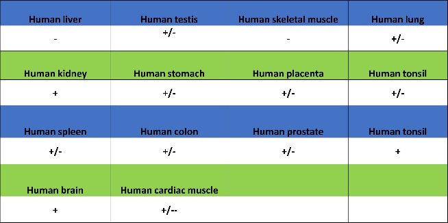 VEGF Receptor 2/FLK-1 Recombinant Rabbit mAb (SDT-1519-144)
