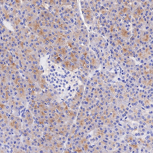 DPEP1 Recombinant Rabbit mAb (S-R293)