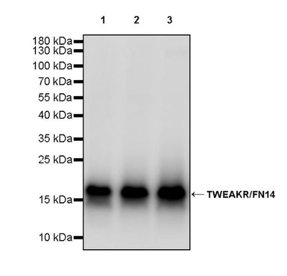TWEAKR/FN14 Recombinant Rabbit mAb (S-913-1)